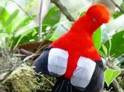 Gallito de las Rocas