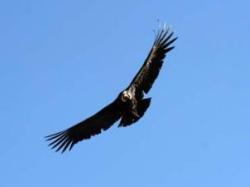 Condor